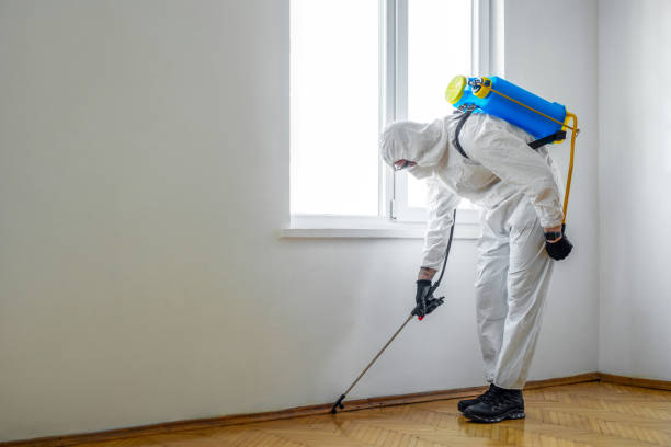 Best Termite Control Services  in Cupertino, CA
