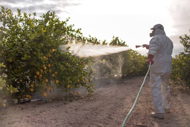 Flea Control Services in Cupertino, CA