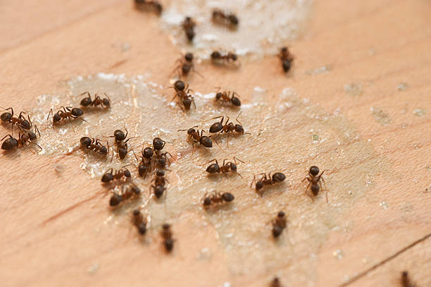  Cupertino, CA Pest Control Pros