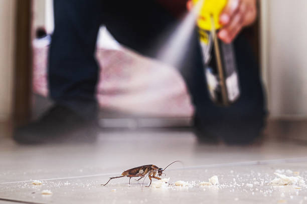 Best Cockroach Control Services  in Cupertino, CA