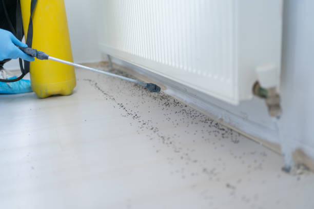 Best Rat Extermination Near Me  in Cupertino, CA